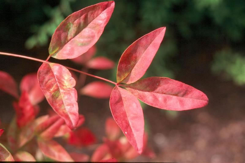 Nandina domestica / nandina_dwarf_leaf.jpg